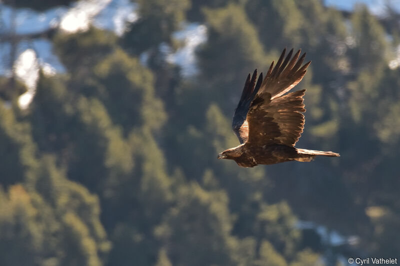 Golden Eagle, aspect, pigmentation, Flight