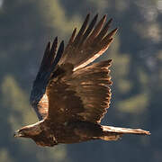 Golden Eagle