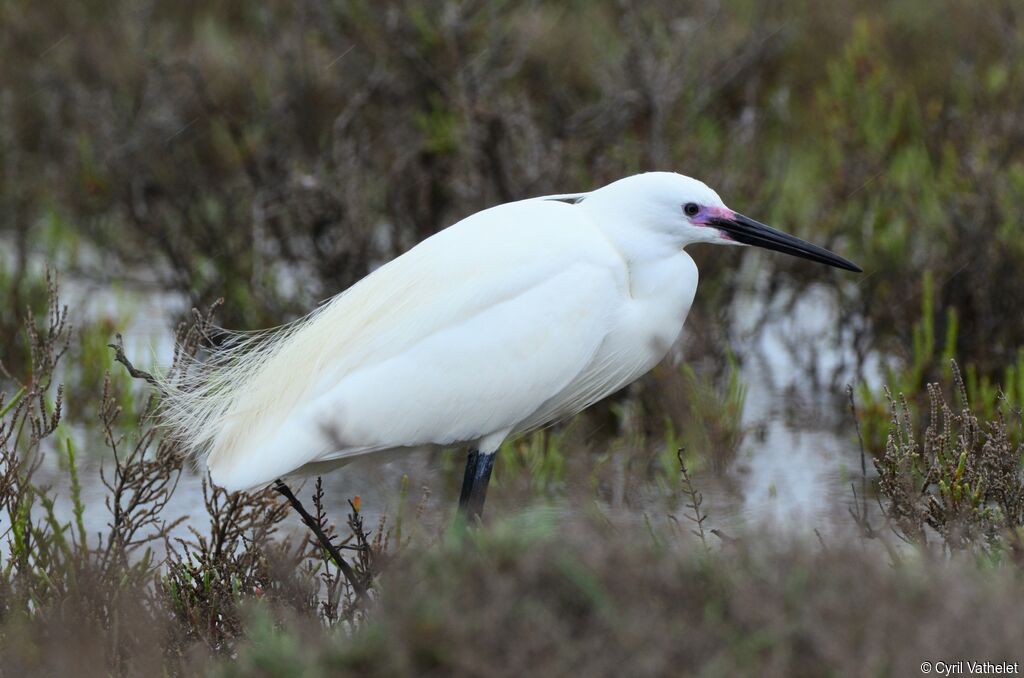 Little Egret