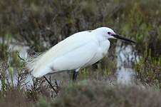 Aigrette garzette