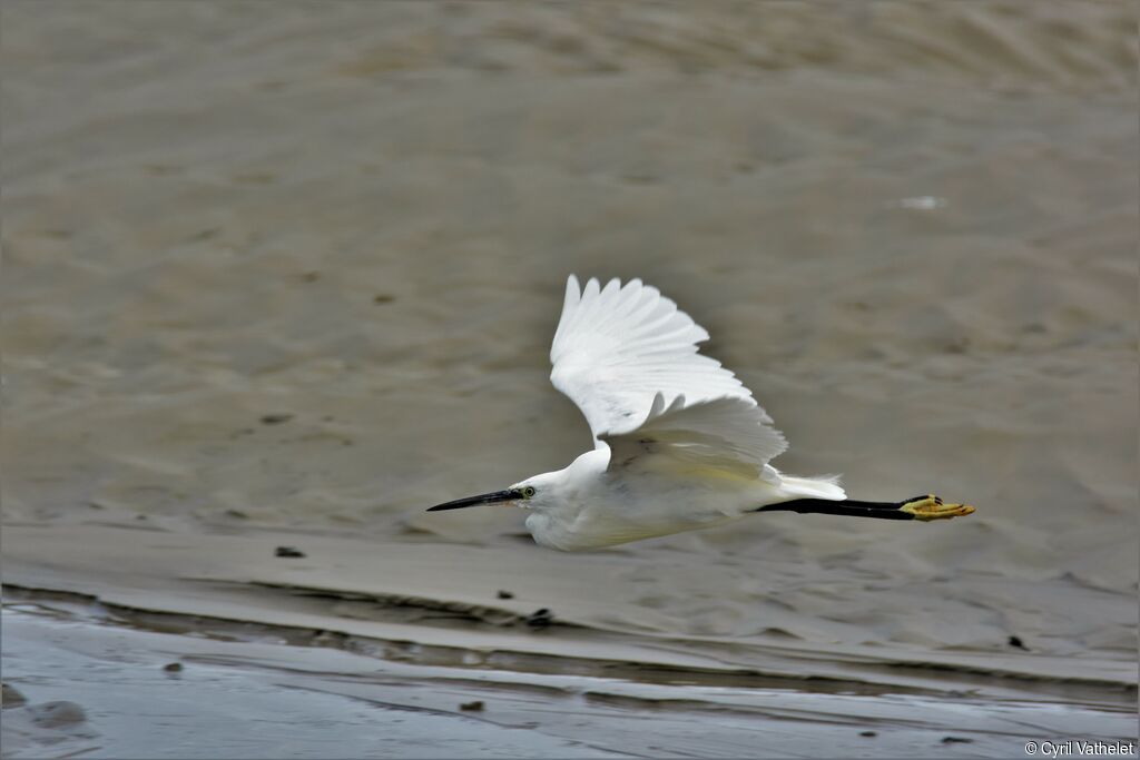 Aigrette garzette, identification, composition, pigmentation, Vol