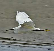 Little Egret