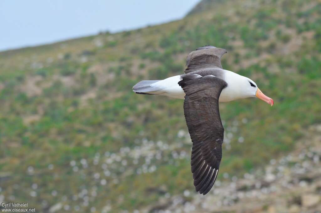 Black-browed Albatrossadult, pigmentation, Flight