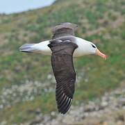 Albatros à sourcils noirs