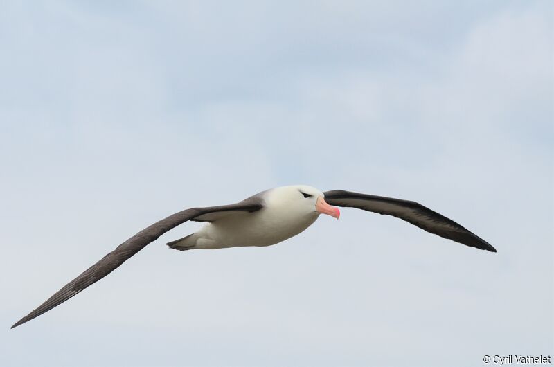 Albatros à sourcils noirs, identification, composition, Vol