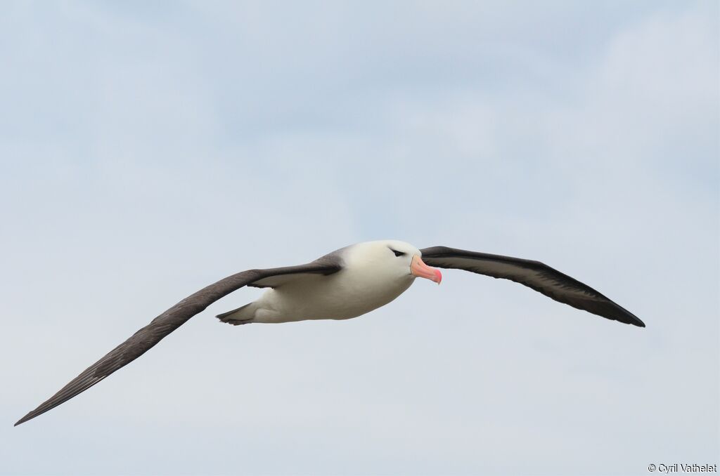 Black-browed Albatross, identification, aspect, Flight