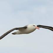 Black-browed Albatross