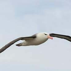 Albatros à sourcils noirs