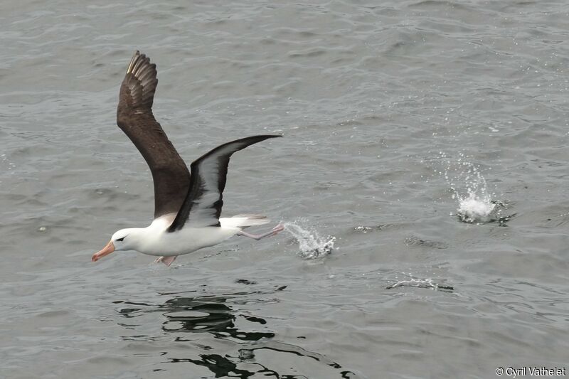 Black-browed Albatrosstransition, identification, aspect, Flight