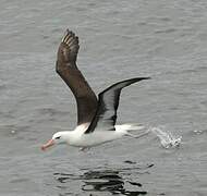 Black-browed Albatross