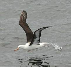 Albatros à sourcils noirs