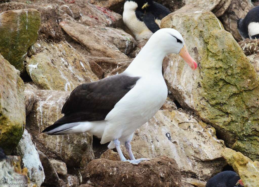 Albatros à sourcils noirsadulte, Nidification