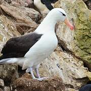 Black-browed Albatross