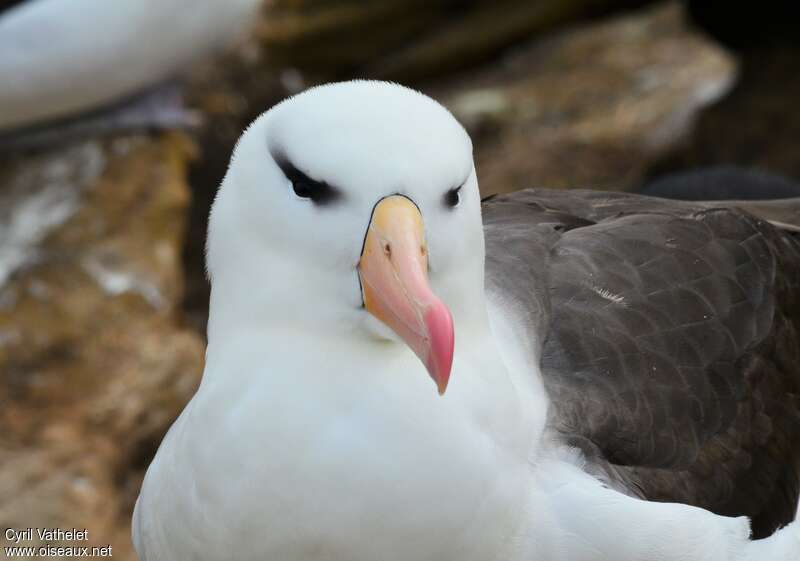 Black-browed Albatrossadult, close-up portrait, aspect, pigmentation, Reproduction-nesting