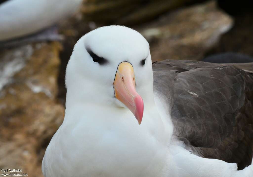 Black-browed Albatrossadult, close-up portrait, aspect, pigmentation, Reproduction-nesting