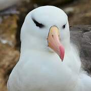 Albatros à sourcils noirs