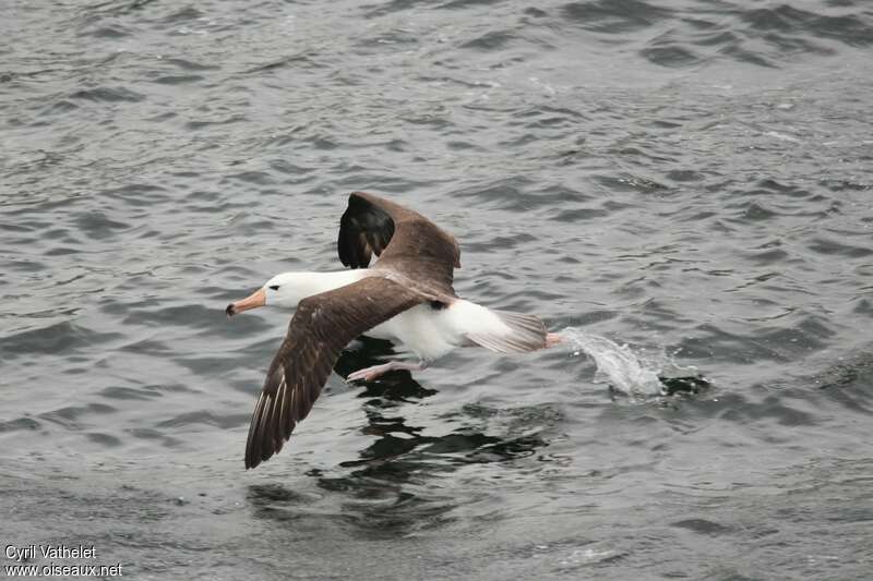 Black-browed Albatrosssubadult, identification, Flight