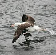 Black-browed Albatross