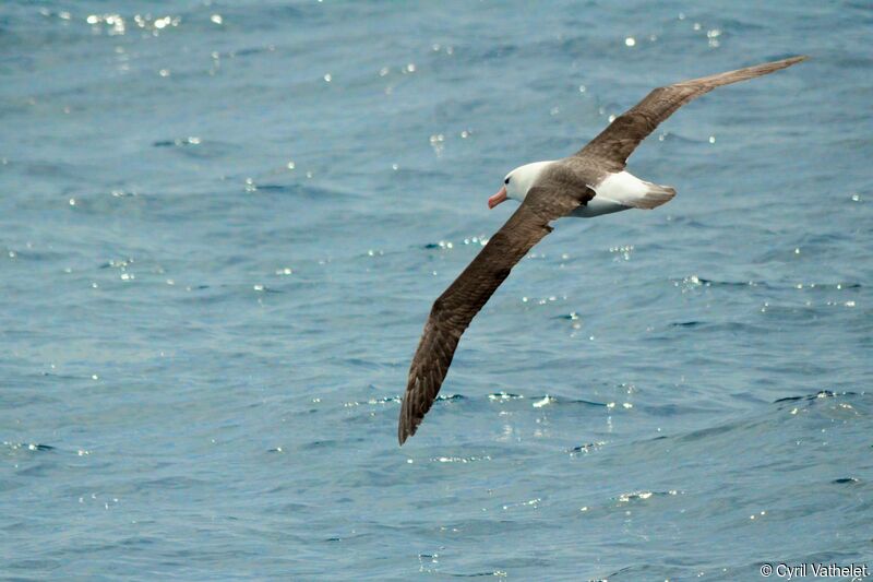 Black-browed Albatrossadult, identification, aspect, pigmentation, Flight