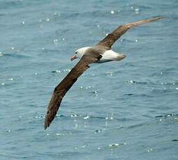 Albatros à sourcils noirs