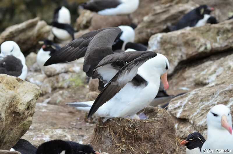 Black-browed Albatrossadult, Reproduction-nesting, colonial reprod.