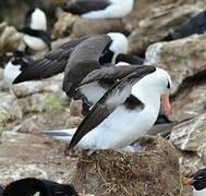 Albatros à sourcils noirs