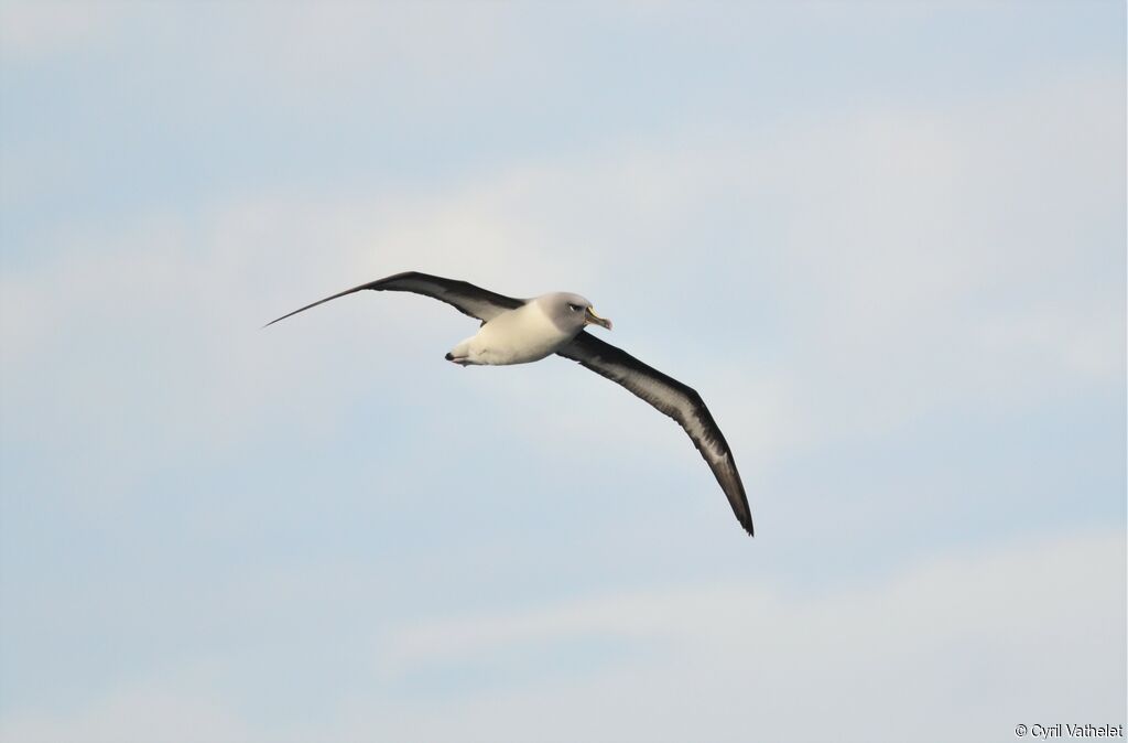 Grey-headed Albatross, identification, aspect, Flight