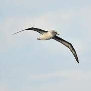 Grey-headed Albatross