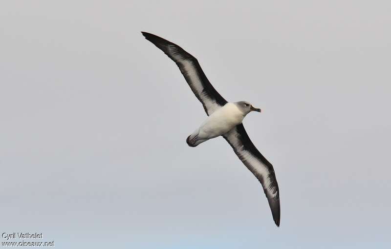 Grey-headed Albatrossadult, identification