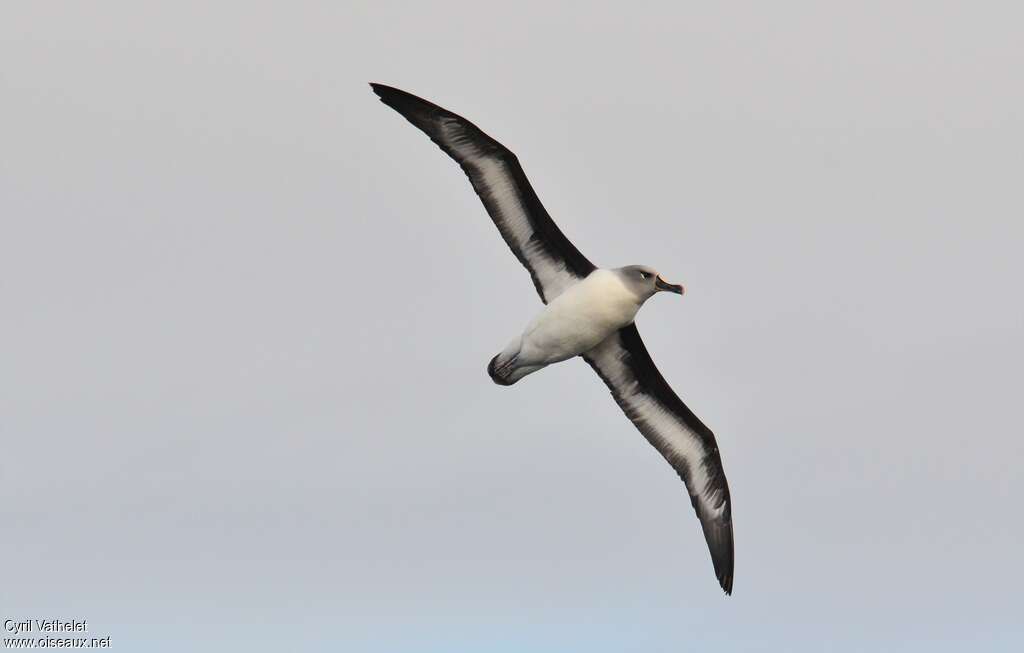 Grey-headed Albatrossadult, identification