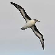 Grey-headed Albatross