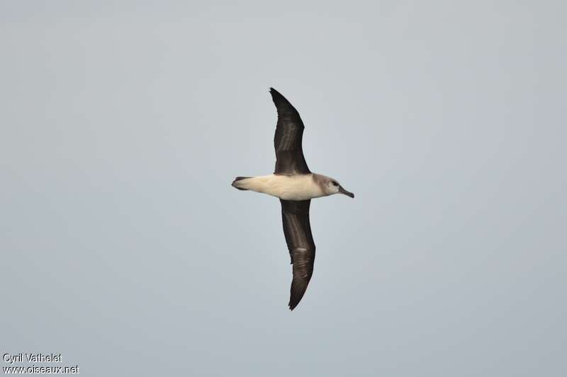 Albatros à tête griseimmature, identification