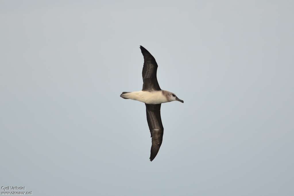 Grey-headed Albatrossimmature, identification