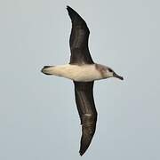 Grey-headed Albatross