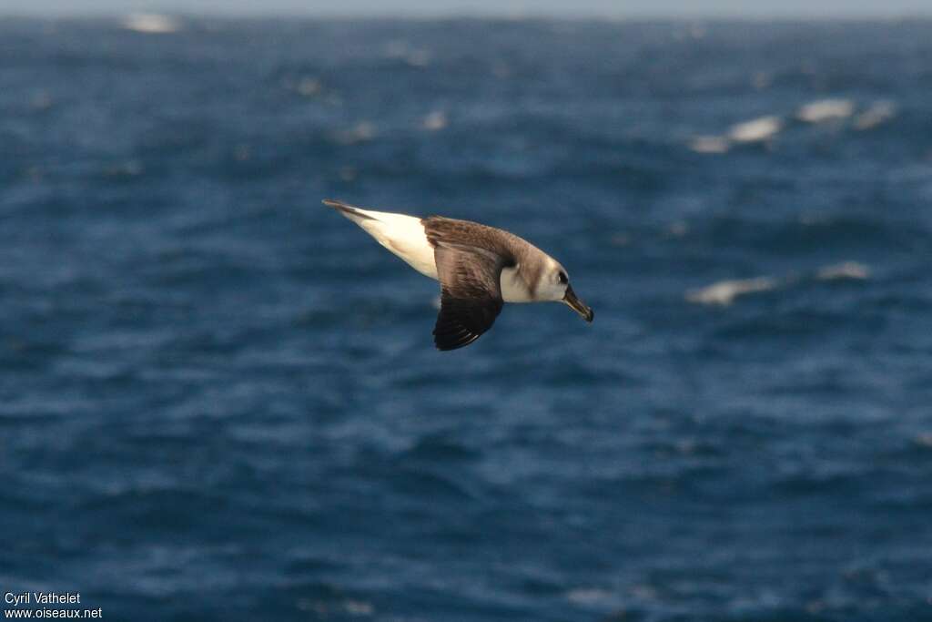 Grey-headed Albatrossimmature, Flight