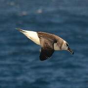 Grey-headed Albatross