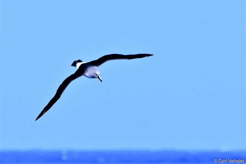 Grey-headed Albatrossadult, identification, aspect, Flight