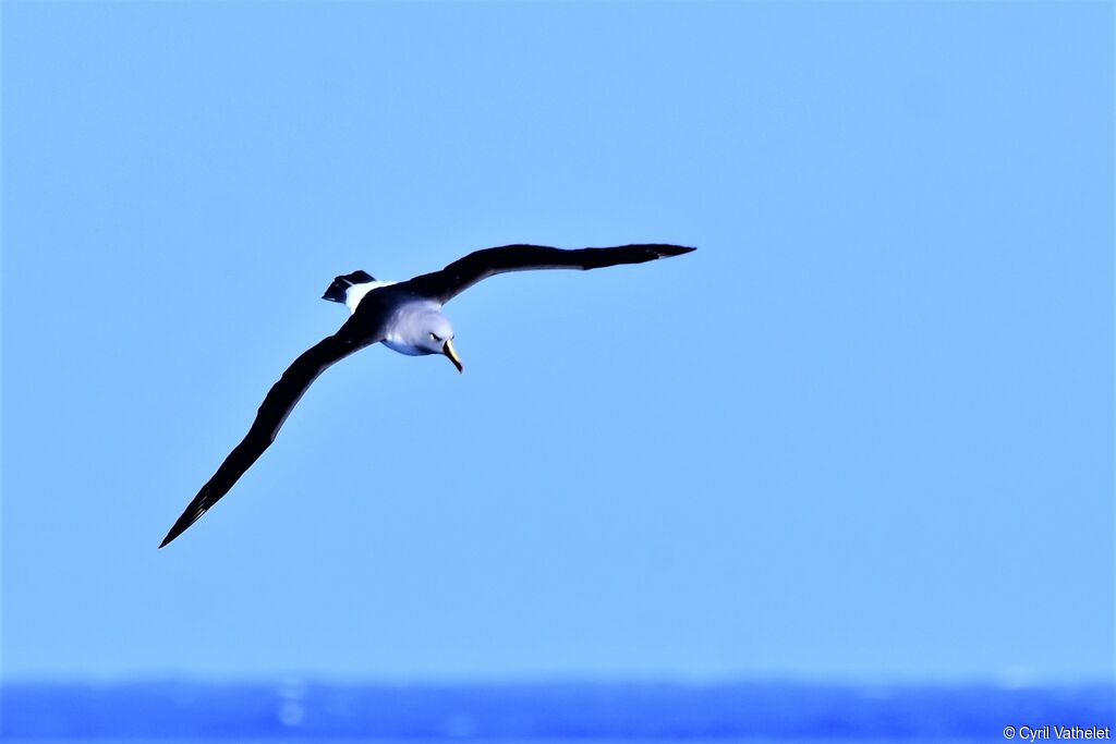 Albatros à tête griseadulte, identification, composition, Vol