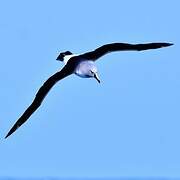 Grey-headed Albatross