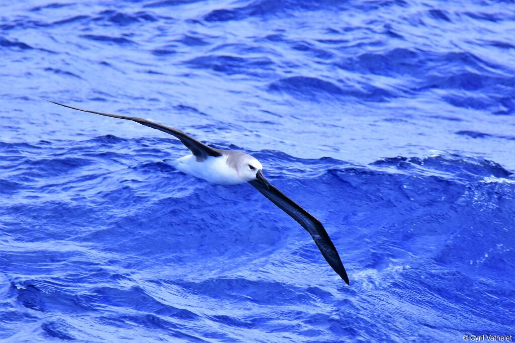 Albatros à tête griseimmature, Vol