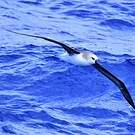 Albatros à tête grise