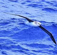 Grey-headed Albatross