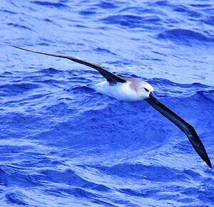 Albatros à tête grise