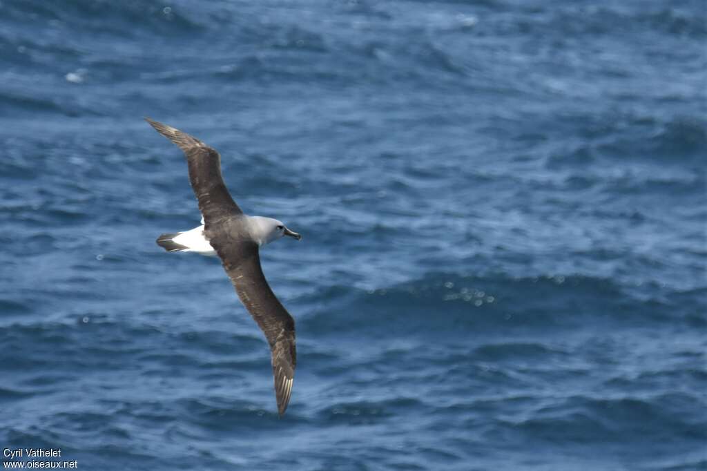 Grey-headed Albatrossadult, pigmentation, Flight