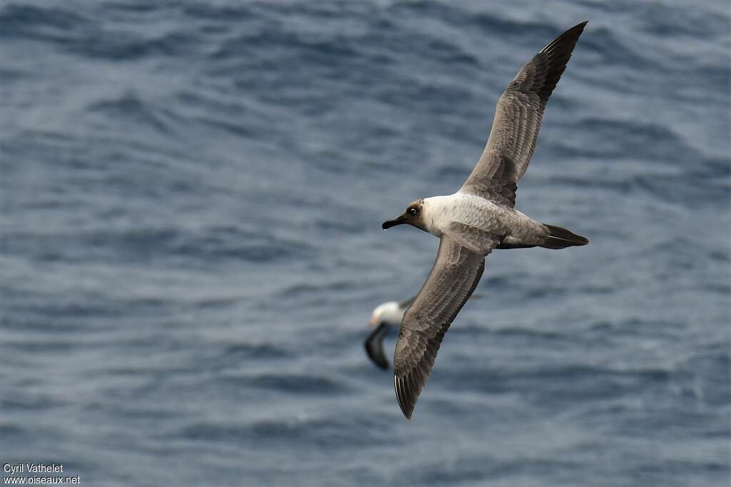 Light-mantled Albatrossadult, pigmentation, Flight