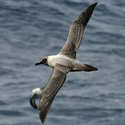 Light-mantled Albatross