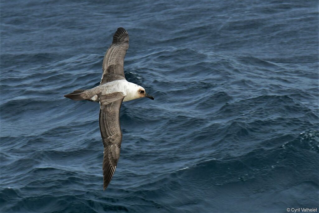 Albatros fuligineux, composition, Vol