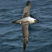 Light-mantled Albatross