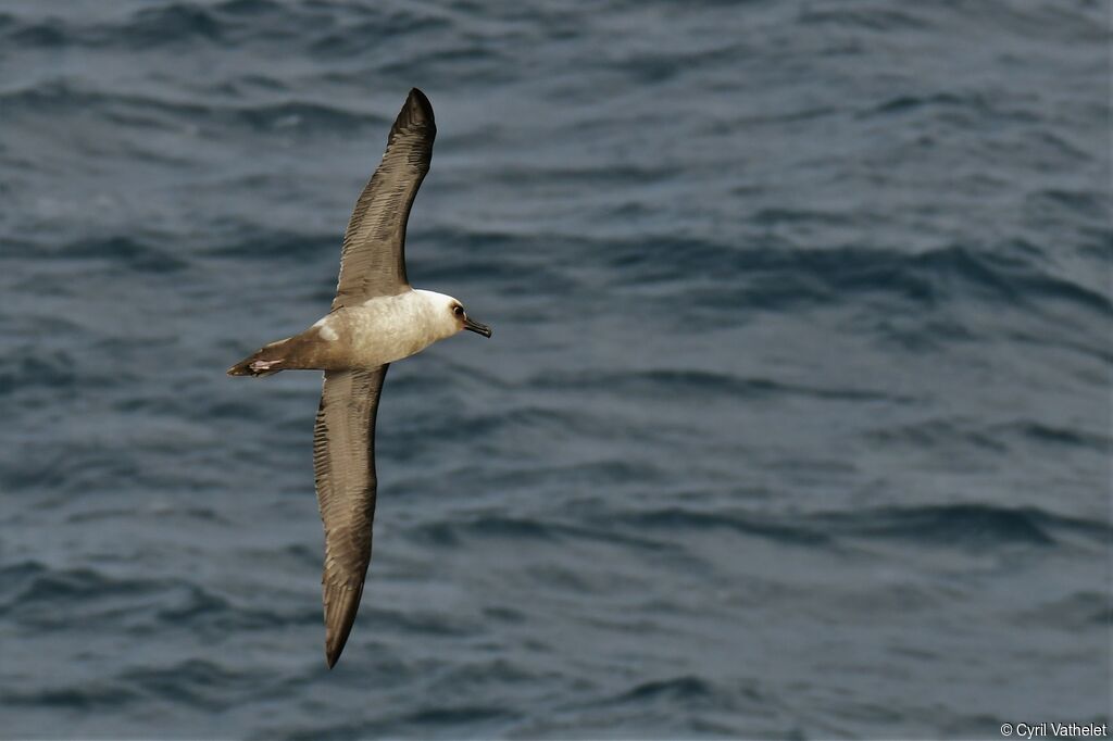 Light-mantled Albatross, aspect, Flight