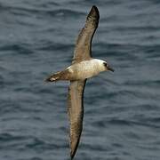 Light-mantled Albatross